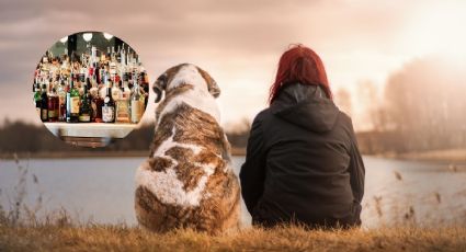 Perro sorprende a dueña al abrir bebidas alcohólicas y... ¿quedó borracho?