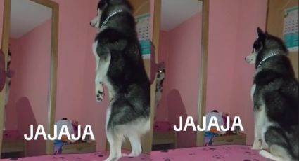 Perro Husky parándose como humano aterroriza a TikTok (VIDEO)