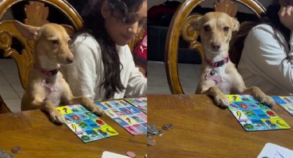 Perro juega lotería junto a su familia y se viraliza en TikTok (VIDEO)